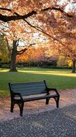 A bench sitting in a park photo