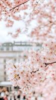 A beautiful pink cherry blossom tree in front of a building photo