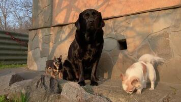 A large dog and two small breeds under the house in the yard. A Labrador and a Chihuahua on a walk. video