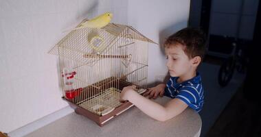 A boy forms a bond with a caged bird, showcasing joy and innocence video