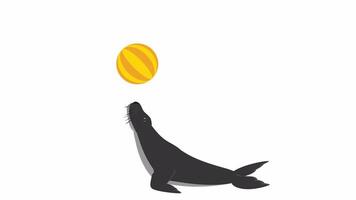 A seal runs in a wheel. Animal seal playing with a ball, cartoon animation with alpha channel video