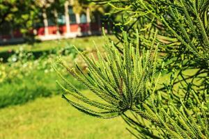 Araucaria araucana - Close up on branches with thick and triangular leaves, scale-like with sharp edges and tips of Monkey puzzle tree or Chilean pine. photo