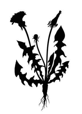 Silhouette of a Dandelion Plant.