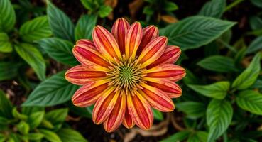 Close up of vibrant flower with red and orange petals, surrounded by lush green leaves and soil. photo