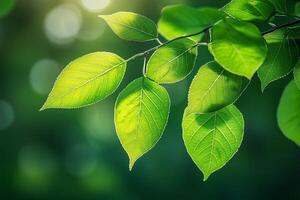 Sunlight filtering through fresh green leaves on a tree branch photo