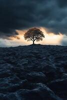 Lonely tree standing on a rocky hill at sunset under dark clouds photo
