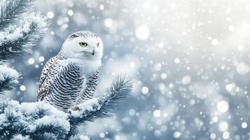 Snowy owl perched on snowy pine branch during snowfall photo