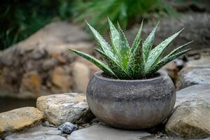 a potted plant with an aloe vera plant in it photo
