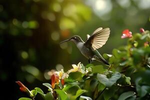 hummingbird in flight on a flower photo
