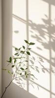 A plant is sitting in front of a window with shadows photo
