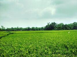 A green field with a white umbrella in the middle photo