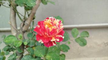 A red and yellow rose is growing in front of a wall photo