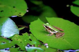 Close Up Image of Green Frog on Lily Pad in a Pond photo