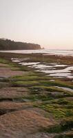 Walking first view person on ocean beach on low tide with evening warm tones. Vertical footage video