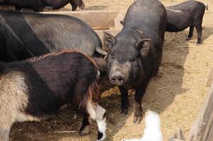Pig cattle farm in countryside photo