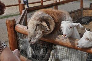 Animals at cattle farm in countryside photo