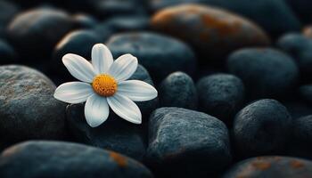 A white chamomile flower dark stone for nature background photo