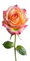 Red Rose Flower. Red Rose against on isolate white background. clipping path photo
