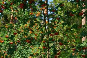 Thickets of ripe red useful clusters of rowan berries photo