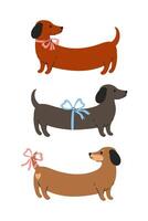 Poster or card with three dachshunds with bows on a white background. graphics vector