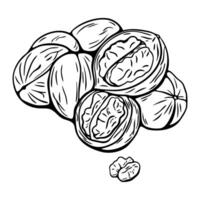 Walnut hand drawn sketch in black and white for coloring vector