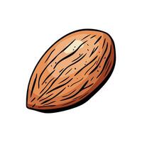 Single almond hand drawn in detailed color style vector