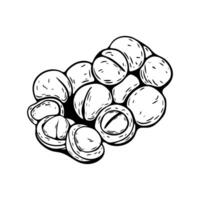 Macadamia nut sketch in hand drawn black and white style vector