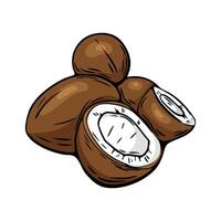 Hand drawn coconut illustration in full color style vector