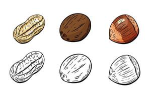 Set of peanuts coconuts and hazelnuts in color and outline vector
