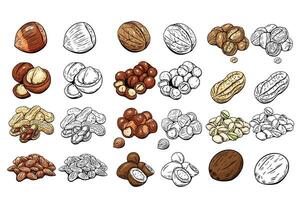 Collection of nuts in hand drawn colored and outline style vector