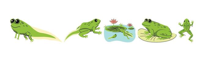 This illustration shows the metamorphosis of a frog, a visual representation of a frog's lifecycle from tadpole to adult. Suitable for educational or biological content. vector