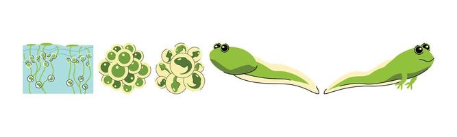 Illustration representing the stages of frog metamorphosis, from eggs to tadpole, showing its evolution in an aquatic environment, illustrating its life cycle. vector