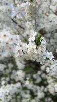 Branch of blooming white flowers of cherry plum tree in early spring. Selective focus. Branches with white flowers sway in the wind. video
