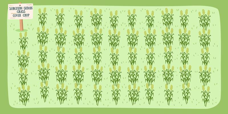 Sudan grass cover crop. Sordhum sudan grass background. Gardening, farming and nature concept.