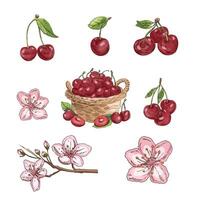 Hand drawn vintage sketch of cherry fruits and blossoms with leaves and basket, isolated set in color vector