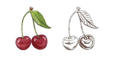 Hand drawn vintage sketch of cherry pair with green leaf, color and monochrome versions, isolated illustration vector