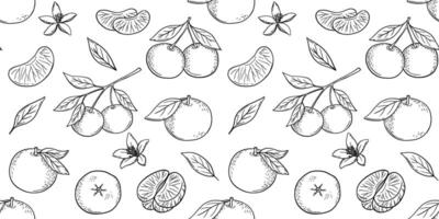 Seamless pattern with hand drawn sketch of mandarin, tangerine fruit. isolated illustration. Engraved style. vector