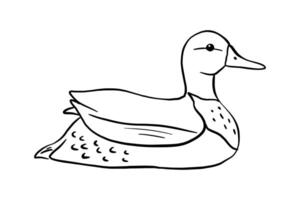 Outline duck. illustration pond bird isolated on white background. Duckling doodle vector