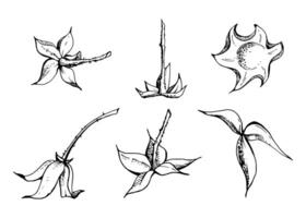 Raspberry fruit receptacle seed pod torus cluster petals leaves on stem, hand drawn in ink, forest cloudberry dewberry boysenberry mulberry loganberry. Botanical isolated element illustration vector