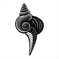 Spindle Shell Photo vector