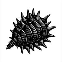 Murex Shellfish Stock vector