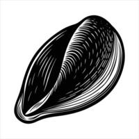 Mussel Shell Vectors