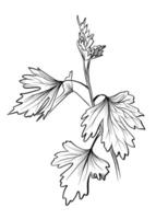 Currant leaves botanical hand-drawn sketch vector
