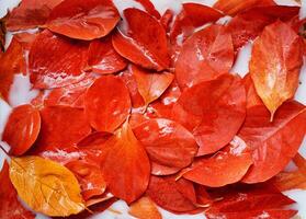 Wet red autumn leaves on white liquid background. Top view photo