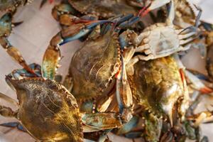 Fresh green crabs are in a box. Top view photo