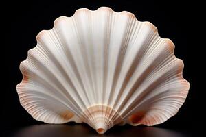 macro image of graceful fancy seashell on dark background photo