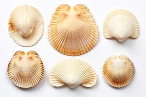 close-up set of six beautiful, graceful and unusual sea shells top view isolated on white background photo