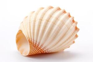 macro graceful shell of bizarre unusual shape isolated on white background photo