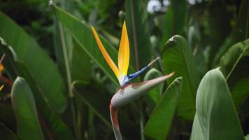 A close-up of a vibrant Bird of Paradise Strelitzia reginae flower in full bloom, set against a lush green background of tropical foliage. The striking orange and blue petals resemble video