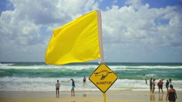 A yellow warning sign with a flag on an ocean beach alerts visitors to dangerous Portuguese man o' war jellyfish in the water. Unaware beachgoers enjoy the shoreline as waves crash in the background. video
